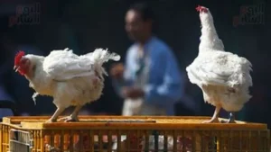 الدواجن السردة وتأثيرها على صحة المستهلكين: أسباب الخطر وكيفية الوقاية